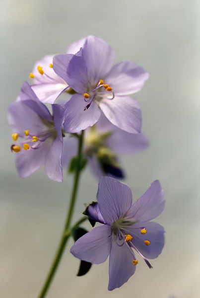 Polemonium pulcherimum photo